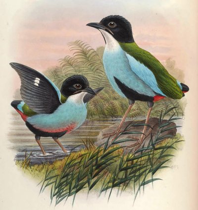 Pitta Steerii by John Gould